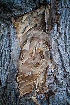 The texture of wood for background