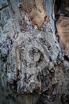 The texture of wood for background