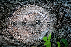 The texture of wood for background