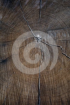 The texture of wood for background