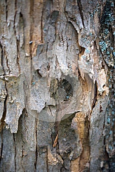 The texture of wood for background