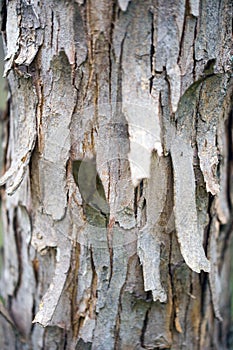 The texture of wood for background