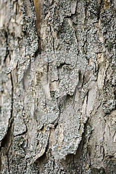 The texture of wood for background