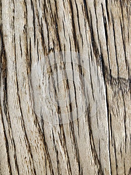 Texture of wood background closeup, rustic weathered barn wood background