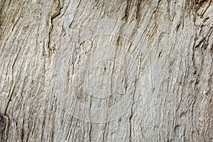 Texture of wood&bark