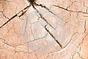 Texture wood cross section rings with line cracked patterns of tree trunk nature background