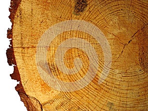 Texture of wood cut down a tree pine isolated