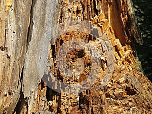 Texture of wood inside an old stump.