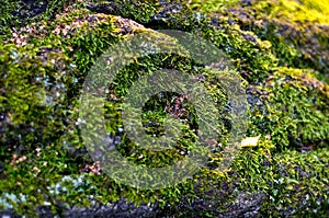 Texture of the wood overgrown with green moss