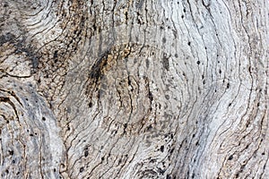 Texture. Wood pattern. Texture of a tree. Front view photos.