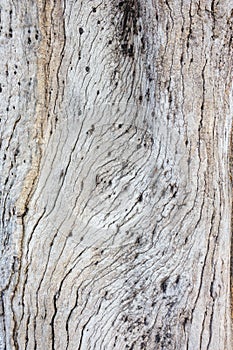Texture. Wood pattern. Texture of a tree. Front view photos.