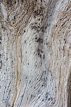 Texture. Wood pattern. Texture of a tree. Front view photos.