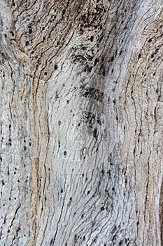 Texture. Wood pattern. Texture of a tree. Front view photos.