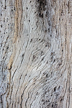 Texture. Wood pattern. Texture of a tree. Front view photos.