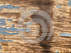 Texture of wood plank with cracked gray paint, spot of water spillage, abstract background.