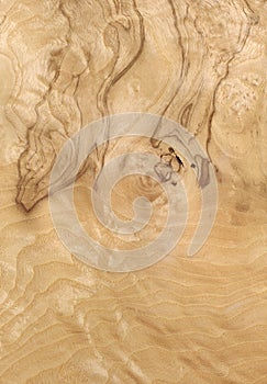 Texture of wood roots