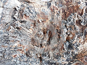 texture of wood roots