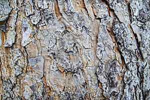 The texture of the wood of the tree