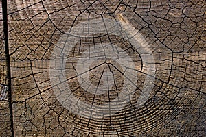 Texture Wood photo