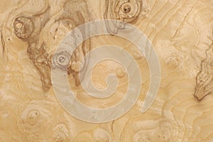 Texture of wood veneer roots