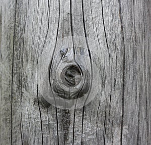 The texture of the wood. Wooden mote. Closeup photo