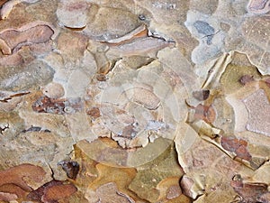 Texture of the wood of a young pine tree. Drawing of a camouflage pattern for background. Selective focus