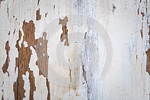 Texture of a wooden surface with white cracked paint