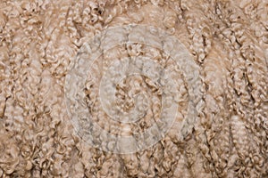 Texture of wool of merino ram