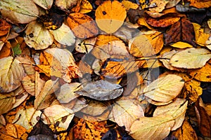 Texture from yellow autumn leaves lying on the ground