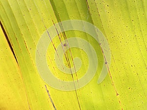 Texture of yellow banana leaf (old banana leaf)