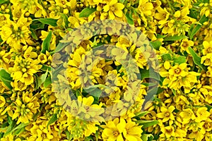 The texture of yellow flowers and green leaves
