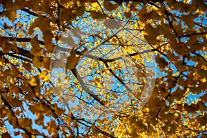 Texture of a Yellow Gingko Tree Creates a Striking Background