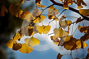 Texture of a Yellow Gingko Tree Creates a Striking Background