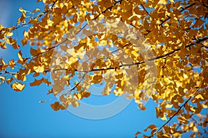 Texture of a Yellow Gingko Tree Creates a Striking Background