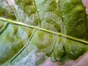 texture Yellow green ARUM LILY leaf detail showing Zantedeschia venation