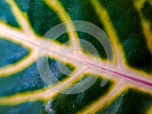 texture Yellow green ARUM LILY leaf detail showing Zantedeschia venation