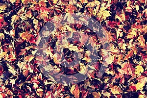 Texture yellow leaves in autumn park