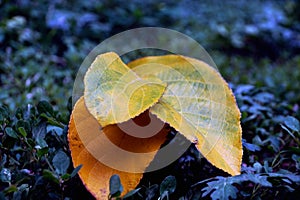 The Texture of Yellow leaves.