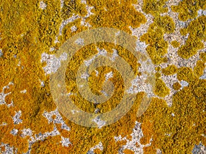 Texture yellow moss photo