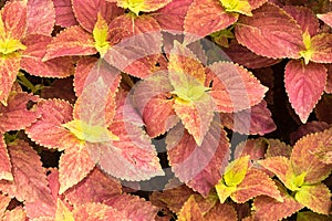 Texture of yellow and red leafs background