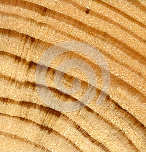 Texture yellow wood of coniferous species spruce, pine. The transverse cutting of a saw.