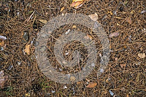 Texture yellowed needles