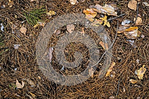 Texture yellowed needles