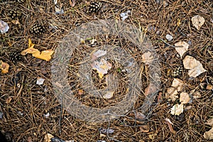 Texture yellowed needles