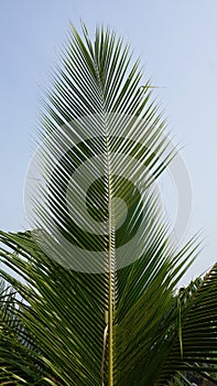 Texture of young coconut leaves, sky background