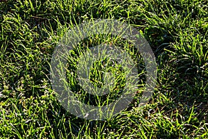 Texture of young green grass in spring morning, covered with drops of dew or rain with the sun's rays reflected in it