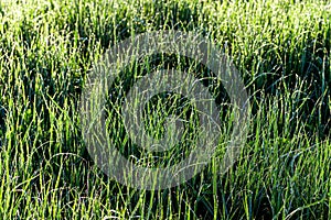 Texture of young green grass in spring morning, covered with drops of dew or rain with the sun's rays reflected in it