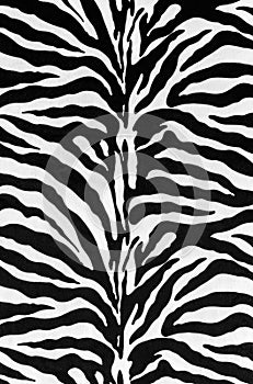 Texture of zebra skin