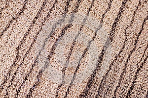 The texture of a zebrano tree shot on a macro lens