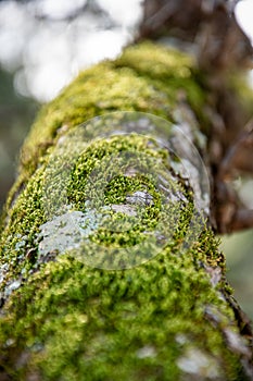 Textured Abstract Log Background with Green Mosses